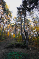 Obraz premium Lithuanian Autumn