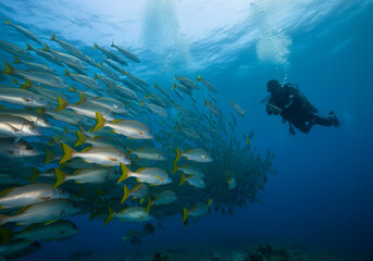 Fototapeta premium Snapper fish school. Shoal of fish in sea. Fish in ocean.