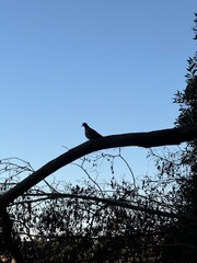 Lonely Bird on a Branch at Dusk