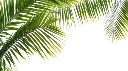 Fototapeta premium Vibrant green palm leaves isolated on white background highlight the beauty of nature. This image captures vibrant green palm leaves, perfect for various applications with ample copy space.