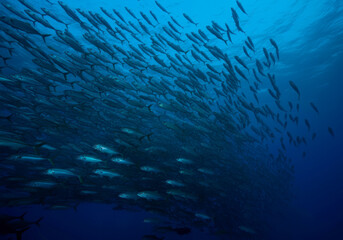 School of fish underwater
