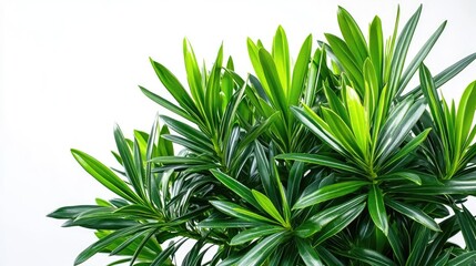 Obraz premium Vibrant green Podocarpus plant isolated on a white background, highlighting the fresh foliage and unique texture of the Podocarpus leaves, perfect for various design needs with copy space.