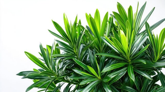 Vibrant green Podocarpus plant isolated on a white background, highlighting the fresh foliage and unique texture of the Podocarpus leaves, perfect for various design needs with copy space.