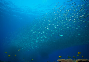 Fototapeta premium Scad jamb under water sea ecosystem, large school of fish on a blue background, abstract fish alive, wild background