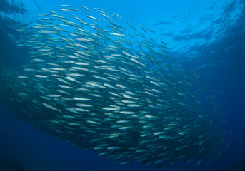 Scad jamb under water sea ecosystem, large school of fish on a blue background, abstract fish alive, wild background