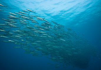 Fototapeta premium Scad jamb under water sea ecosystem, large school of fish on a blue background, abstract fish alive, wild background