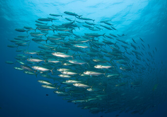 Scad jamb under water sea ecosystem, large school of fish on a blue background, abstract fish alive, wild background