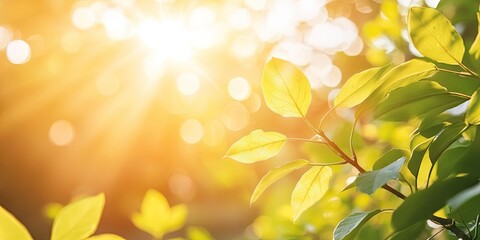 Obraz premium Sunlight cascades gently through the leaves, creating a soft, natural glow that illuminates the surroundings, highlighting the beauty of natures light.
