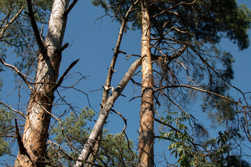 Pine tree against blue sky	
