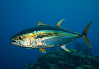 Fototapeta premium Wild yellowfin Tuna swimming in the blue underwater