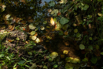 Stream in the forest with fallen autumn leaves	