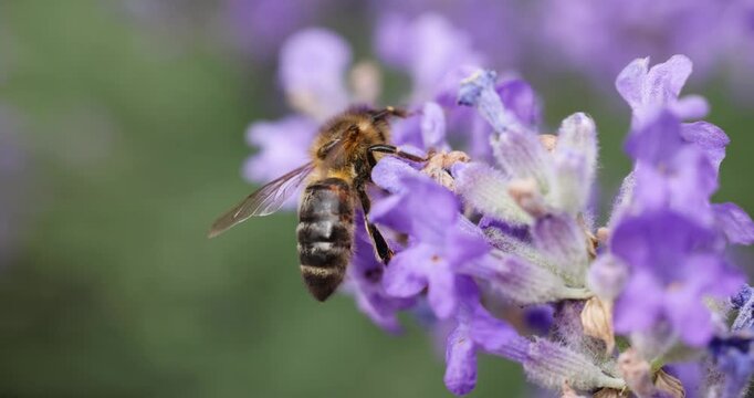 Honey bee gathering pollen from lavender flowers