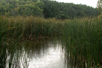 Cattails and reeds on river 