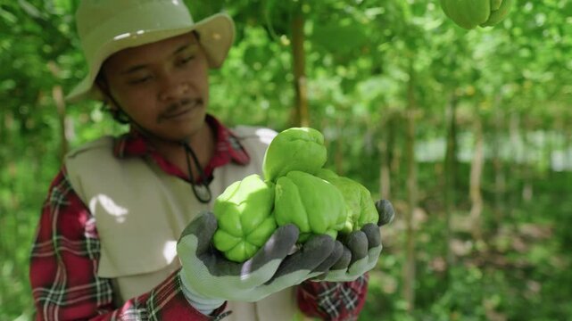 Agricultural worker seriously inspects chayote plants in the garden. Plant quality control for optimal harvest. Farming process focused on quality