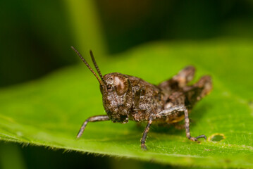 Shorthorned grasshopper or Pezotettix giornae perching on green leaf in the wild, India.