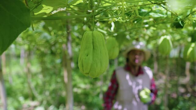 Farmer harvesting chayote in the field. Hand picking ripe siamese pumpkin from the vines. Agricultural process of collecting fresh produce for market. Harvest season in the farm