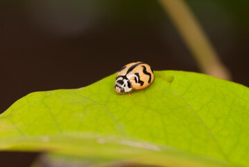 Ladybug beetle on green leaf in the wild, Nasik, India.