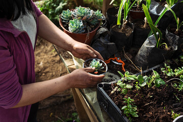 Top view of woman working on succulent seedlings in her garden center