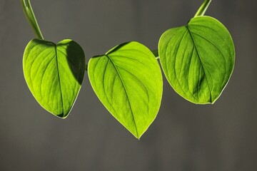 Young leafs Monstera Rhaphidophora pertusa
