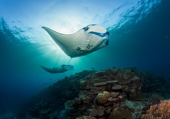 Mantas swimming over a reef in the Maldives, beautiful ocean natural background