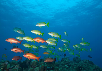 Fototapeta premium Mixed Swarm Oriental Sweetlips or Plectorhinchus vittatus and two-spot red snapper or Lutjanus bohar, Indian Ocean, Maldives
