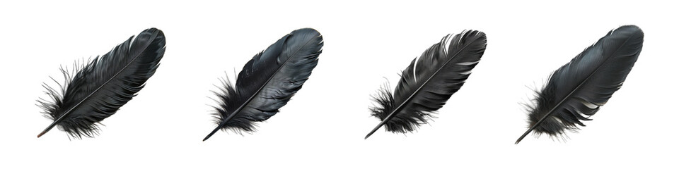 Black feathers wing, collection of quill or plumage isolated on transparent background cutout png