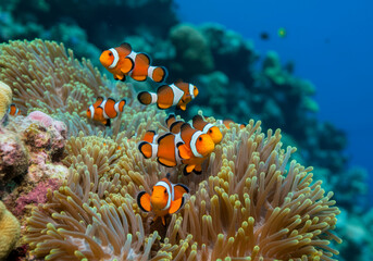 Group of anemone fish playing on the coral reef, beautiful color clownfish on coral feefs, anemones on tropical coral reefs, ocean background