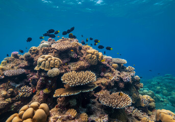 Underwater tropical seascape coral reef and fishes background