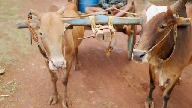 Oxen Yoked Together With Wooden Cart