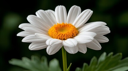 Single Daisy in a Vibrant Green Field