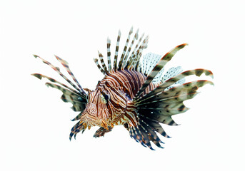 lion fish or lionfish Pterois volitans, a genus of venomous marine fish from the Indo Pacific characterized by conspicuous warning coloration of red or black bands, white background