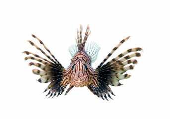 Fototapeta premium lion fish or lionfish Pterois volitans, a genus of venomous marine fish from the Indo Pacific characterized by conspicuous warning coloration of red or black bands, white background