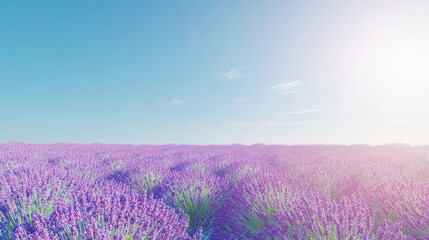 Naklejka premium Expansive lavender field in full bloom with vibrant purple hues stretching to the horizon, set against a clear, blue sky in a refreshing, cool-climate atmosphere.