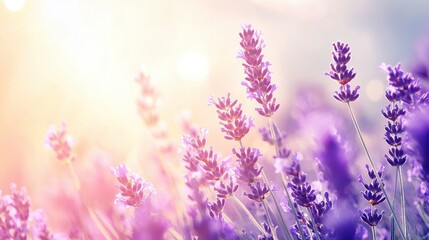 Naklejka premium Lush lavender field with vibrant purple blooms under a bright sky, creating a refreshing, cool landscape perfect for showcasing the beauty of a tranquil countryside.