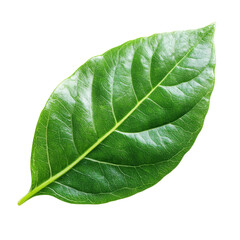 Obraz premium Lush green leaf isolated on white background, cut out transparent