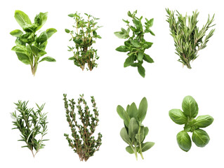 Herb assortment on white background, cut out transparent