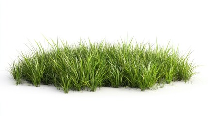 Fototapeta premium Lush green grass field captured on a clean white background, offering a continuous expanse of vibrant green grass ideal for various design uses and creative projects.