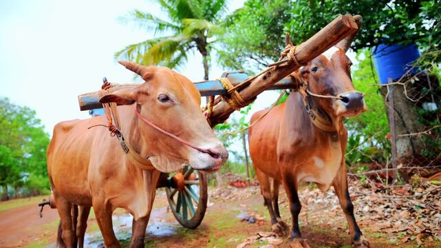 Oxcart Stranded on Dirt Pathway