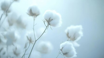 Soft Cotton Blooms on Gentle Background
