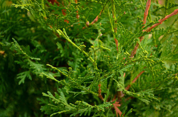 A close up of a green tree with brown tips. The tree is full of green leaves and branches.