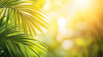Obraz premium Sunlight radiates through tropical palm leaves, creating a warm and inviting atmosphere. The tropical palm leaves provide a perfect backdrop with ample copy space for design.