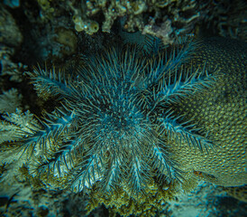 The Crown-of-thorns starfish, found in Raja Ampat, Indonesia, is known for its spiky appearance and appetite for coral. While vital to reef ecology, large populations can threaten coral health.