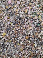 Autumn leaves on the ground