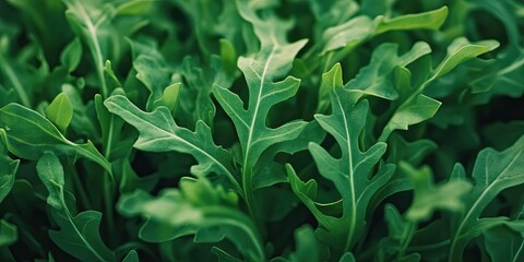 Vibrant green arugula leaves create a striking background with intensified colors, showcasing the fresh and lively essence of the leafy greens.