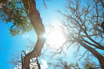 a view of a bright sky through the branches of trees. The sun is prominently visible, casting a warm light that creates a glowing effect