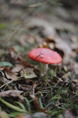 Bright red fly agaric in the grass in the forest. Beautiful natural background. Red mushroom with white dots. Poisonous mushroom. Medicinal mushroom.