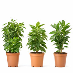Obraz premium Three potted houseplants on a white background, potted plant, indoor plant, foliage, green, greenery