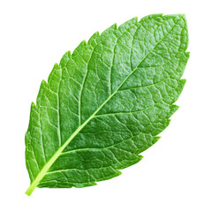 Obraz premium Mint leaf on white background indoors isolated transparent
