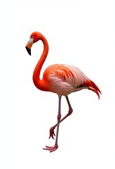 Fototapeta premium Pink flamingo isolated on white background