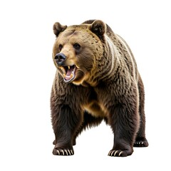 Brown bear animal isolated on white background